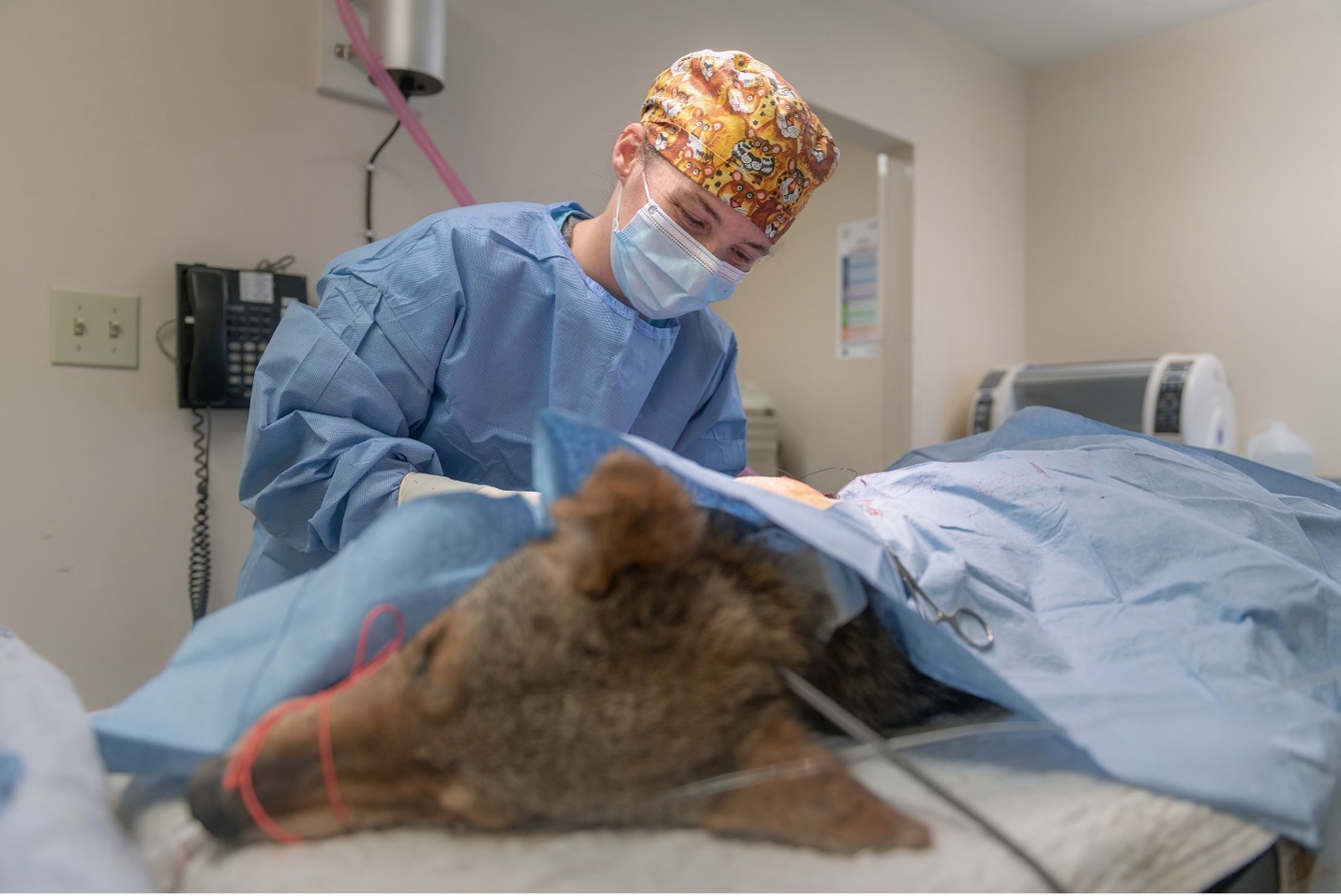 A veterinarian in surgical gowning leans over a coyote covered with a surgical drape and performs an amputation surgery on the coyote.